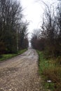 Dirt road with puddles in a grove on a clou day in winter