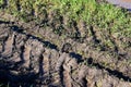 Dirt road after rain in the field. Puddles in a rut on the green grass. Slush on broken rural road with deep tire tracks Royalty Free Stock Photo