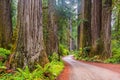 Dirt Road in Redwood National Park California Royalty Free Stock Photo