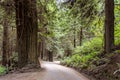 Dirt Road in Redwood National Park California USA Royalty Free Stock Photo