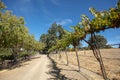 Gravel country dirt road through rows of vines in vineyard in wine country under blue sky in California US Royalty Free Stock Photo