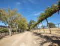 Gravel dirt road through rows of vines in vineyard in wine country under blue sky in California US Royalty Free Stock Photo