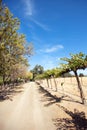 Farm dirt road through rows of vines in vineyard in wine country under blue sky on west coast of US Royalty Free Stock Photo