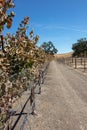 Dirt road through rows of vines in vineyard in wine country under blue sky Royalty Free Stock Photo