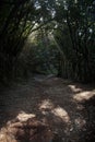 Dirt road running through a dense forest with tall trees lining both sides, creating a secluded pathway in nature Royalty Free Stock Photo