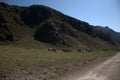 A dirt road runs along the bed of the Katun mountain river at the foot of the high hills where horses graze. Altai, Siberia, Royalty Free Stock Photo