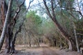 Dirt Road runs through line of trees Royalty Free Stock Photo