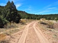 Dirt Road in Santa Fe National Forest in New Mexico Royalty Free Stock Photo