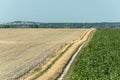 Dirt road separating the plowed field and beetroot field, the city of Chelm in Poland on the horizon