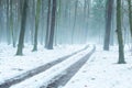 Dirt road through snowy winter and foggy forest, eastern Poland Royalty Free Stock Photo