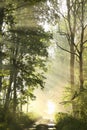 a dirt road through the spring deciduous forest in foggy weather green leaves on the branches of maple trees backlit by the Royalty Free Stock Photo