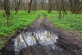 Dirt road in spring forest Royalty Free Stock Photo