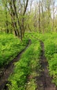 dirt road in spring forest Royalty Free Stock Photo