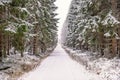 Dirt road in a spruce forest a snowy winter day Royalty Free Stock Photo