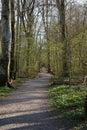 A dirt road stretches through a southern Sweden woodlands. The path is bordered with wood anemones