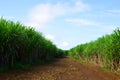 Dirt road in sugar cane field. Royalty Free Stock Photo