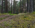 Dirt road in the summer evening pine forest Royalty Free Stock Photo