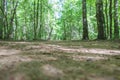 Dirt road in summer forest