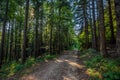 Dirt road in summer pine forest Royalty Free Stock Photo