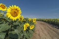 Dirt road in the sunflower field Royalty Free Stock Photo