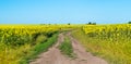 Dirt road in a sunflower field in Russia Royalty Free Stock Photo