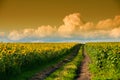 Dirt road in a sunflower field Royalty Free Stock Photo