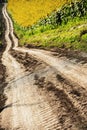 Dirt road in a sunflower field Royalty Free Stock Photo