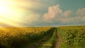 Dirt road in a sunflower field Royalty Free Stock Photo