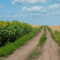 Dirt road in a sunflower field Royalty Free Stock Photo