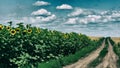 Dirt road in a sunflower field Royalty Free Stock Photo