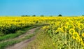 Dirt road in a sunflower field in Russia Royalty Free Stock Photo