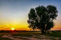 A dirt road at sunset, going into the forest past a lonely tree on a summer evening. Summer forest landscape, trees, grass, Royalty Free Stock Photo