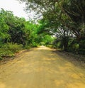 Dirt road surrounded by the forest known as Estrada Parque do Pa