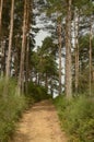 Dirt Road Surrounded By Pines And Eucalyptus In The High Of A Mountain In Lugo In Galicia. Nature, Animals, Landscapes, Travel.