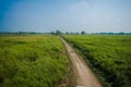 Dirt road surrounded by trees and grassland in Kaziranga National Park, India.