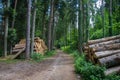 a dirt road surrounded by trees and logs in the woods with a path leading to it and a pile of logs in the foreground,