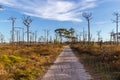 Dirt road in the swamp with dry pine trees in the background Royalty Free Stock Photo