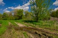 Dirt road in swampy area and deciduous forest on a sunny day Royalty Free Stock Photo