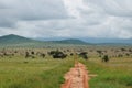 A dirt road in Taita Hills Wildlife Sanctuary, Voi, Kenya Royalty Free Stock Photo