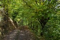 Dirt road thru Dilijan National Park Royalty Free Stock Photo