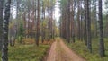 A dirt road with tire tracks runs through a forest of birch, pine, and spruce trees. The leaves on the birches are yellowed in the Royalty Free Stock Photo