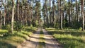 A dirt road with tire tracks runs through a pine forest. Juniper, grass, moss and berry bushes grow along the road. The sun shines Royalty Free Stock Photo