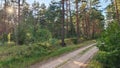 A dirt road with tire tracks runs through a pine forest. Moss, grass, berry bushes, pine and birch trees grow along the road. Rays Royalty Free Stock Photo