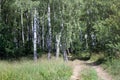 Dirt road to the birch grove. Summer, Moscow.