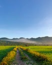 A Dirt Road to Foggy Hills in the Middle of Green Ricefields Royalty Free Stock Photo