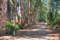 Dirt road with trees alongside Royalty Free Stock Photo