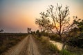 Dirt road and trees at sunset in the countryside of Thailand. Royalty Free Stock Photo