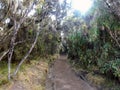 Dirt road in tropical jungle in perspective with blurred background