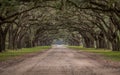 Dirt Road Through Tunnel of Live Oak Trees