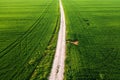 Dirt road in between two wheat grass fields in spring from drone pov, aerial shot Royalty Free Stock Photo